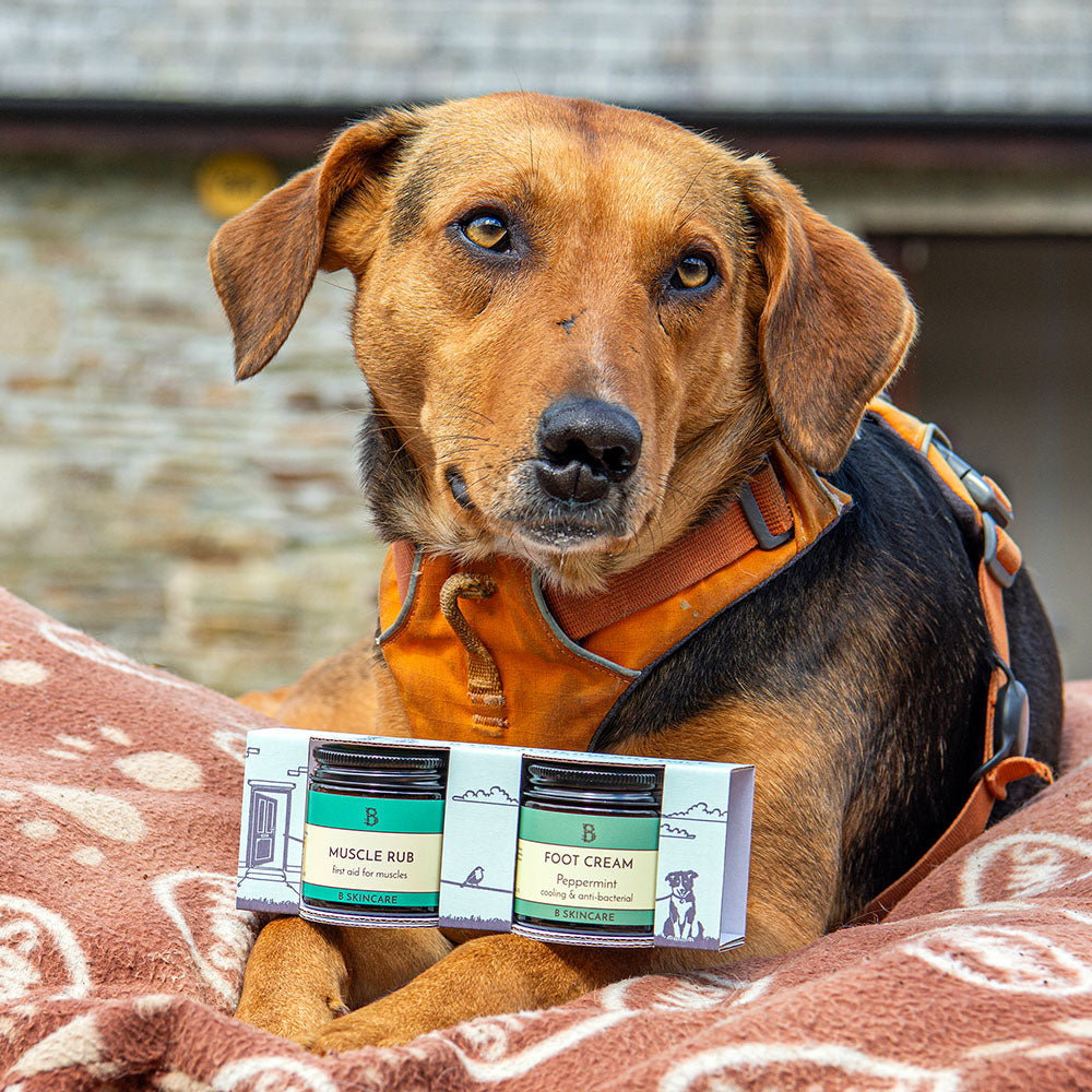 B Dog Walking Gift Pack