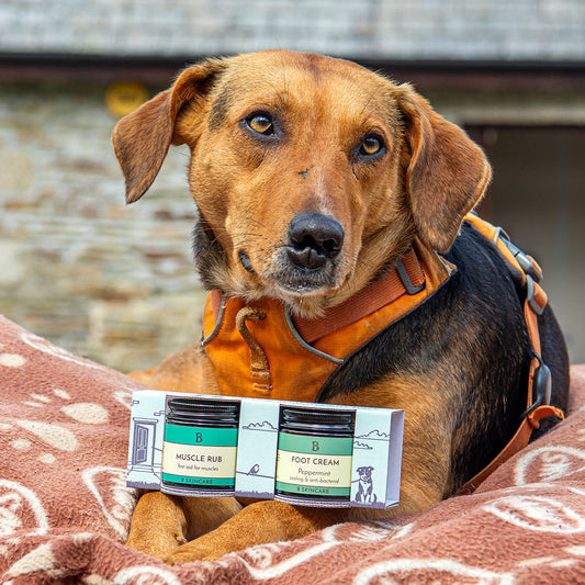 B Dog Walking Gift Pack