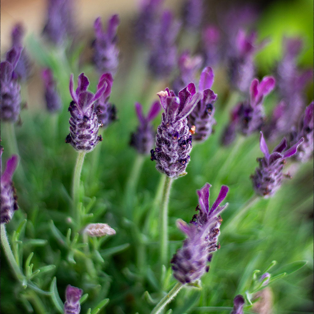 Lavender Face Moisturiser