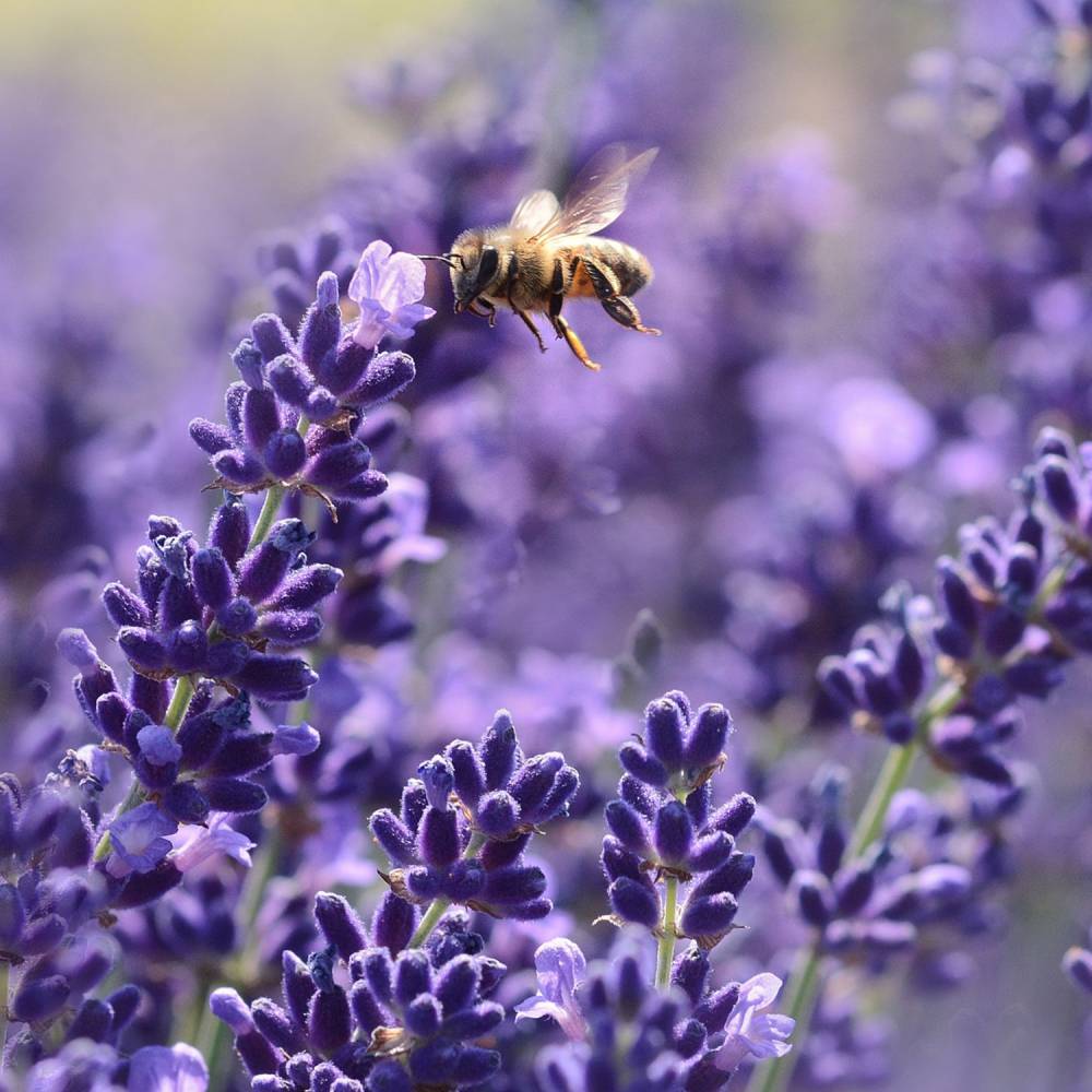 Lavender Hand Cream